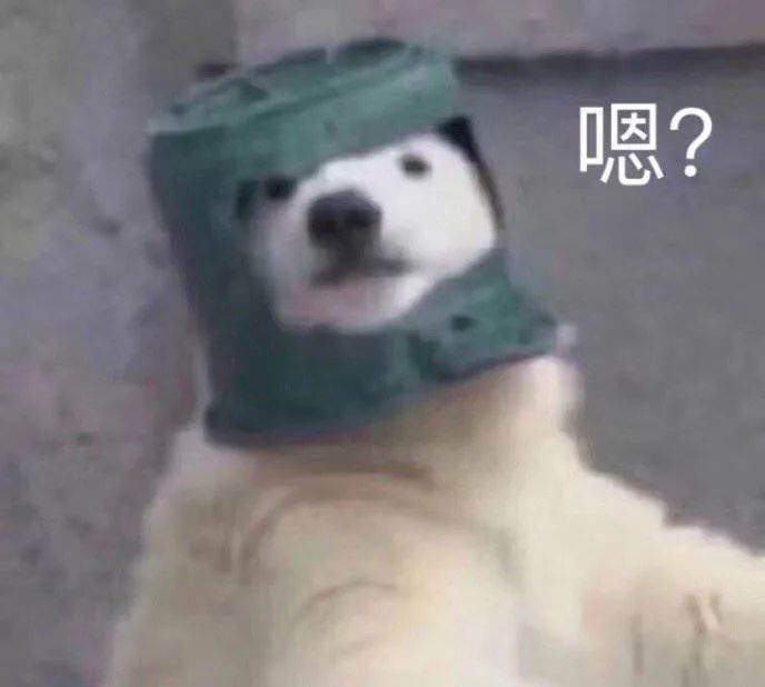 超可爱的萌宠表情包