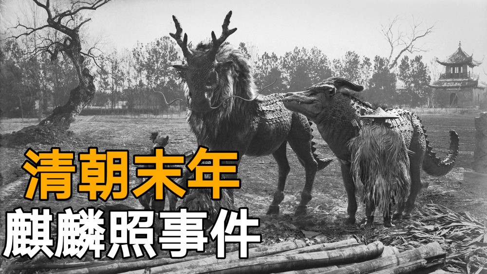 泰国母牛也曾产下麒麟幼崽,麒麟是否真的存在_腾讯新闻