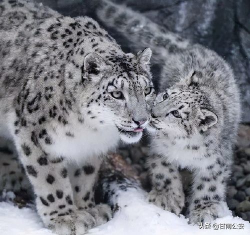 前方高能夏河达力加山拍摄到野生雪豹清晰影像