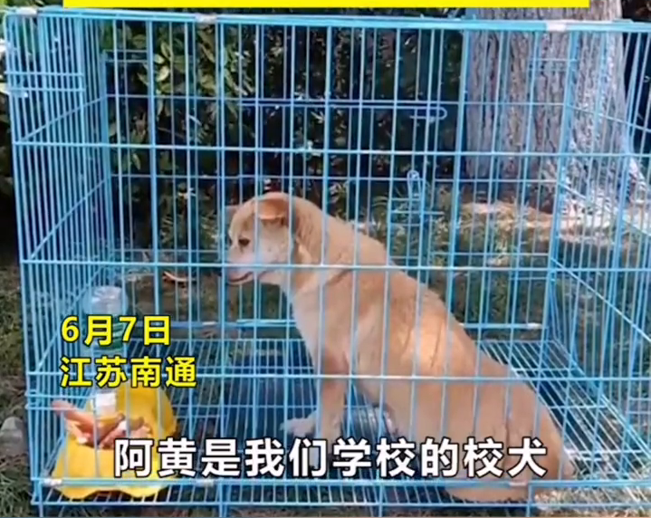 一脸不开心!为防止打扰考生 流浪校犬高考期间被关禁闭