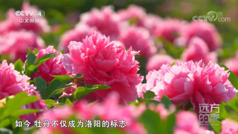 央视报道《远方的家》拍摄河南洛阳:花开不败牡丹瓷