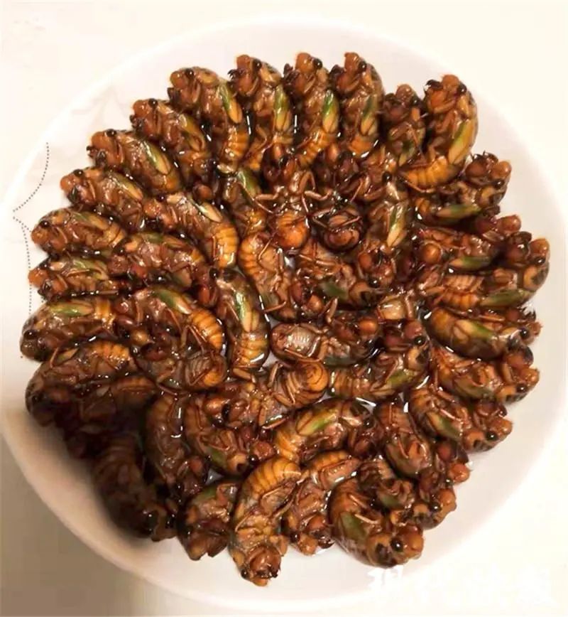 炒豆丹油炸臭屁虫凉拌竹虫人可以吃的虫子竟有3000多种