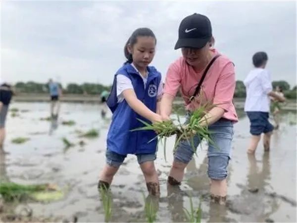 在农庄体验下田插秧新华小记者来到明州田语生态农业园为了懂得粮食的