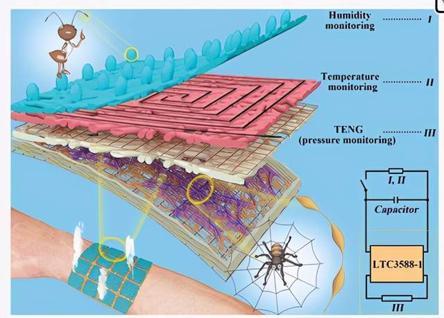 受蜘蛛蚂蚁启发陕西教授团队研发电子皮肤成果引起国际关注
