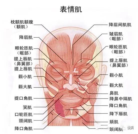 人体的面部有44块肌肉,可产生丰富的表情,准确传达各种不同的心态和