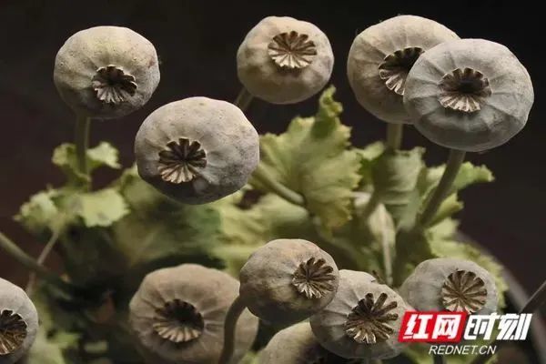 罂粟果实图片 【四】罂粟果皮颜色与冬瓜类似,表面光滑,有的罂粟果