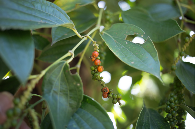 荒野维生野菜系列—胡椒