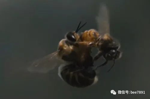 而处女蜂王出台以后是需要婚飞和交尾才能引入到新蜂群中开始产卵,以