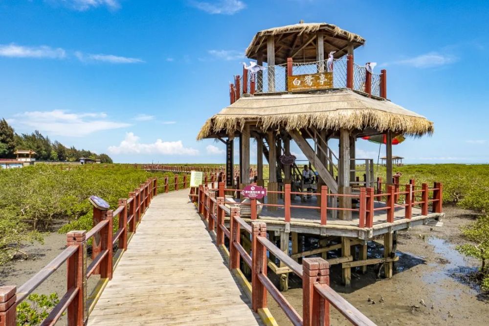 "海上森林,北海金海湾红树林