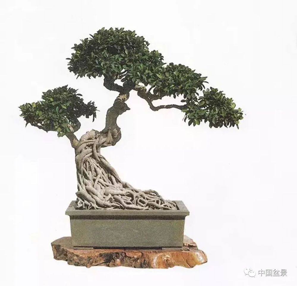 榕树盆景提根和不提根差别很大3种方法可参考