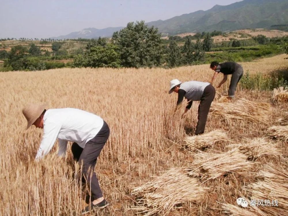 乾县农民坐在地头收麦子