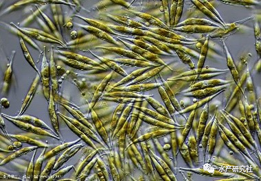 浮游植物自身特点可以归结为8个门的种类:蓝,隐,金,甲,黄,硅,裸,绿藻