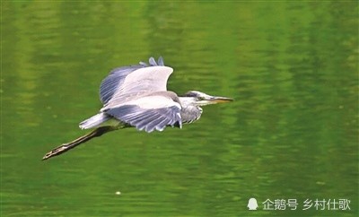 农村水稻田里有一种鸟它吃蛇,它是一种什么样的鸟?它