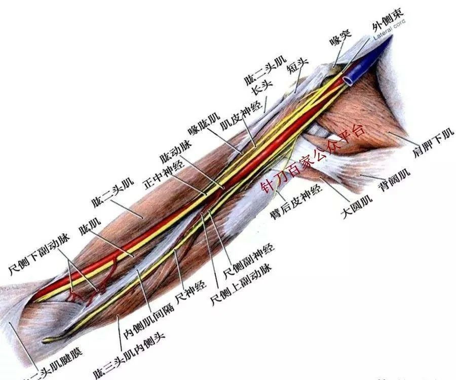 上肢桡神经解剖知识