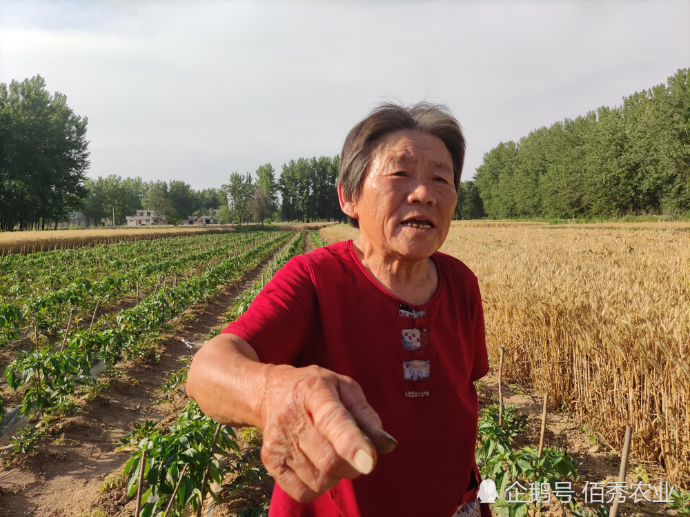 喷药老总_农作物喷药机图片(3)