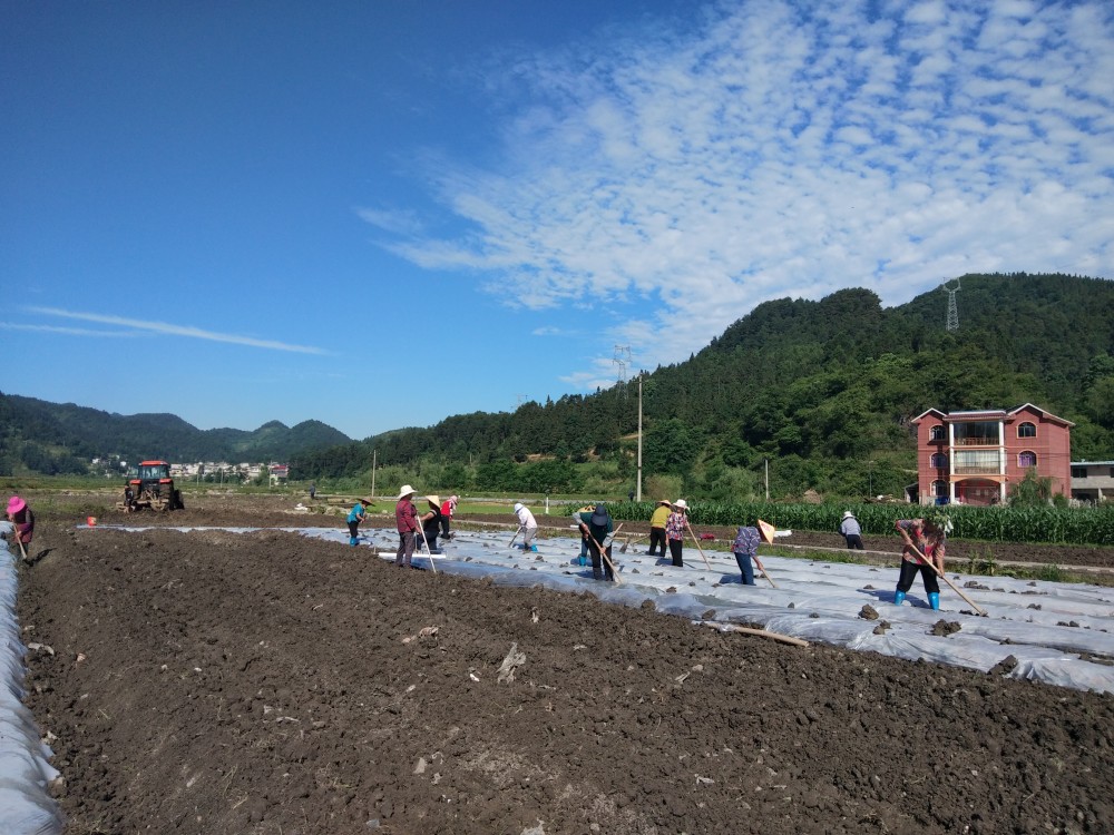 福泉马场坪:沃土出"双金" 村民有"赚头"