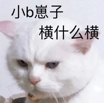 搞笑可耐猫咪表情包,无聊 没劲 不如发呆 没什么好玩