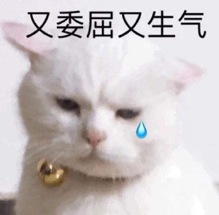 搞笑可耐猫咪表情包,无聊 没劲 不如发呆 没什么好玩