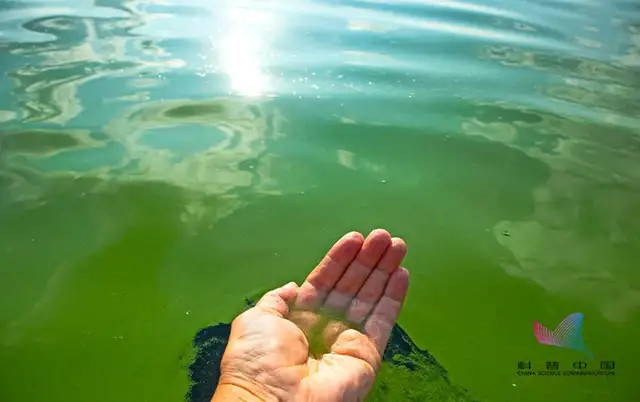 注意!发生赤潮的海水可能有毒,被污染的海鲜也不要吃