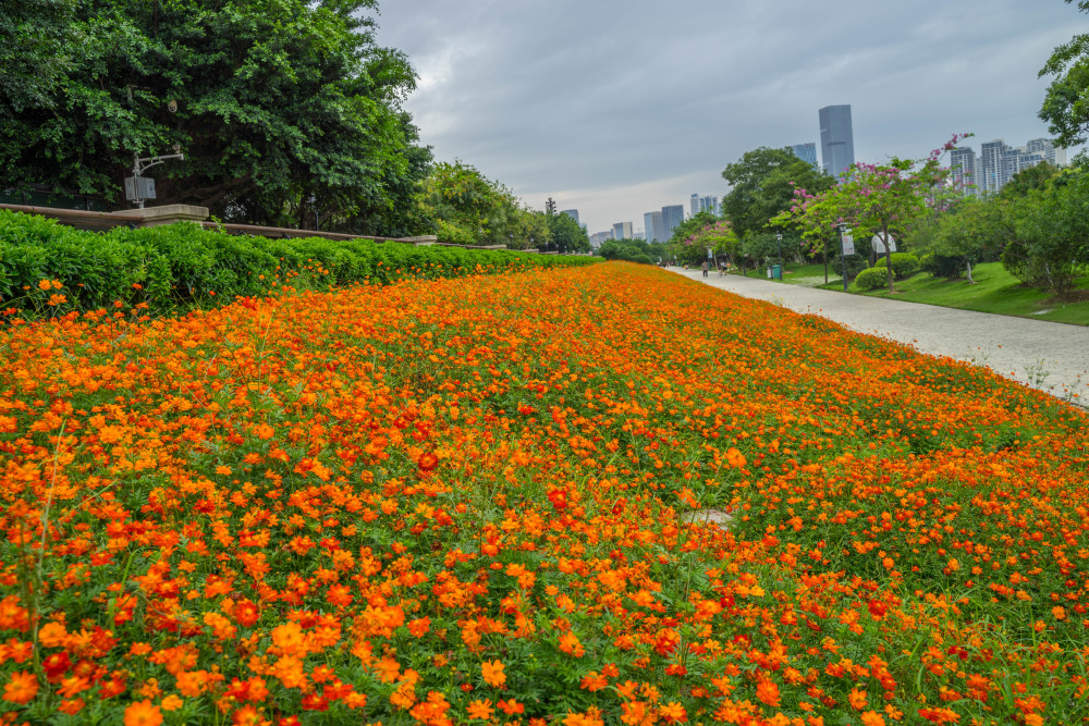 福州花海公园6月打卡:大片黄色花田,超长橙色花廊,双倍快乐!