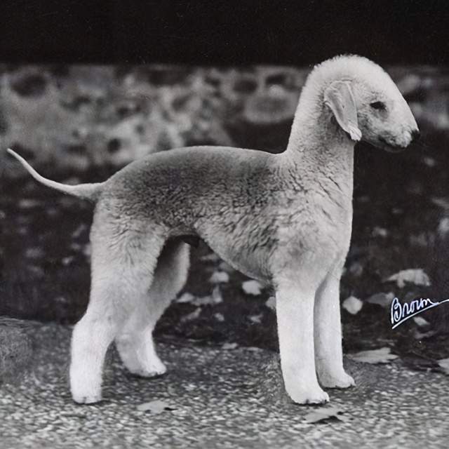 寻根问祖系列(60:贝灵顿梗(bedlington terrier)