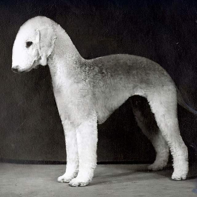 寻根问祖系列(60):贝灵顿梗(bedlington terrier)