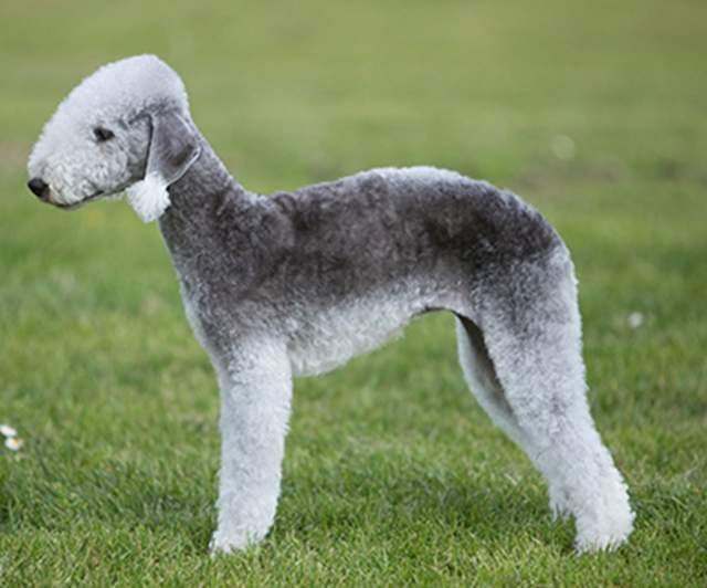 寻根问祖系列(60:贝灵顿梗(bedlington terrier)