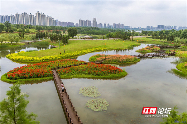 来松雅湖湿地公园,随便一拍都是油画般的艺术感