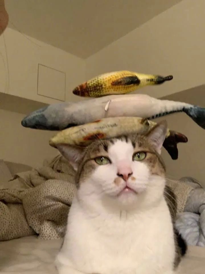 买了一缸鱼陪逆子猫结果我和猫都气哭了
