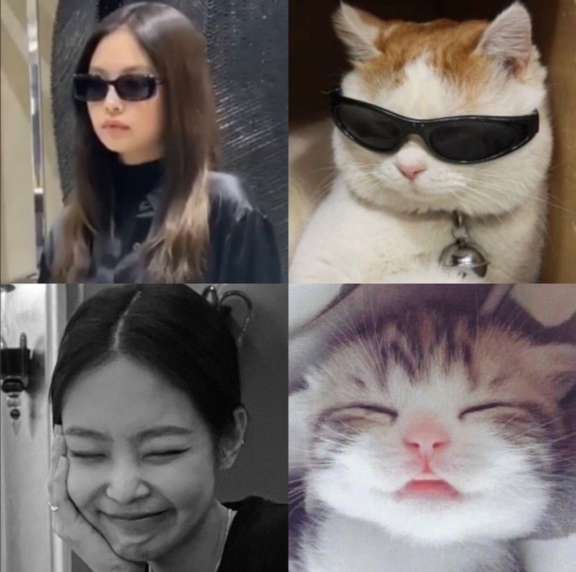 寻找金智妮jennie像猫咪的证据图