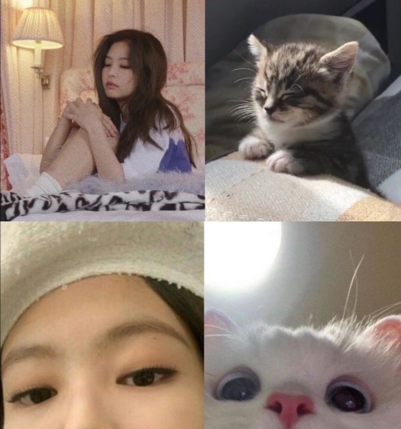 寻找金智妮jennie像猫咪的证据图