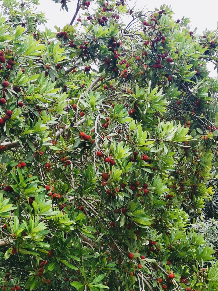 点点杨梅缀红了初夏的石公半岛,与此同时,在半岛西侧,又是另一番火红