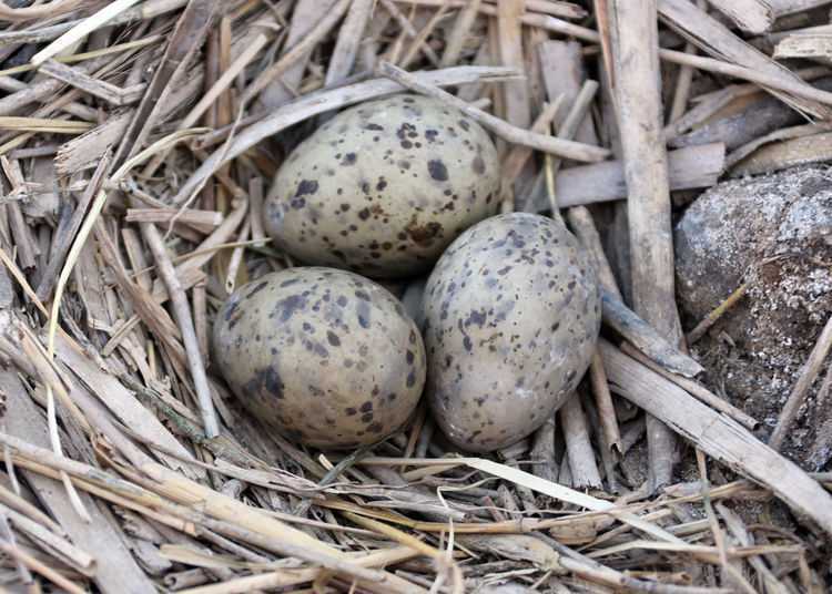 未孵化的鸟蛋