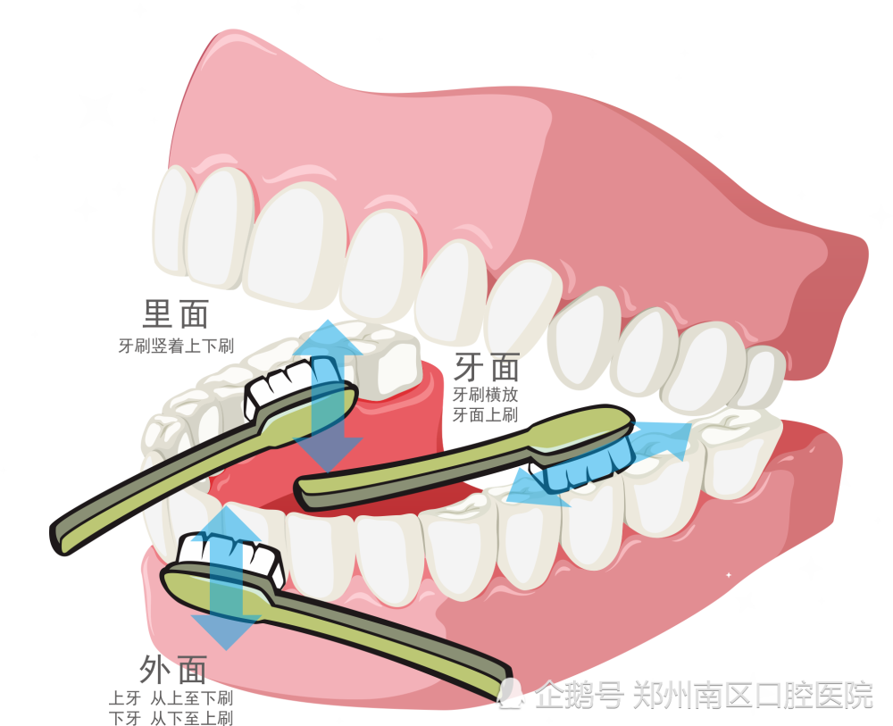 如果永远不刷牙,会有什么样的后果呢?