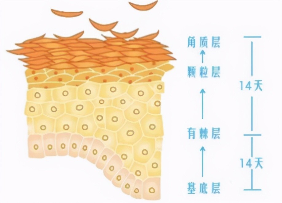 皮肤屏障受损怎么办?这份敏感肌修复"三部曲",值得收藏!