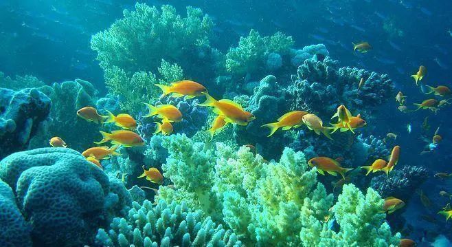 世界海洋日丨保护海洋生物多样性 人与自然和谐共生