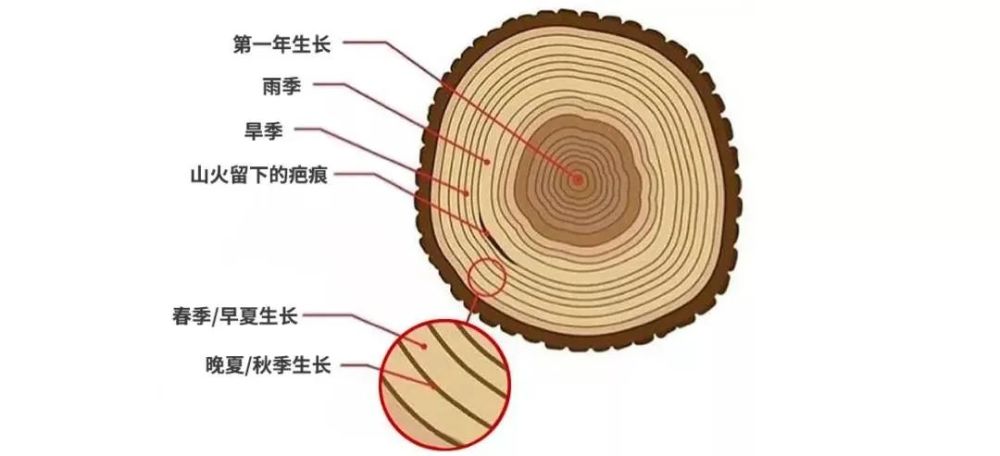 如何看懂树木的年轮?小伙伴们,你们能看懂吗?