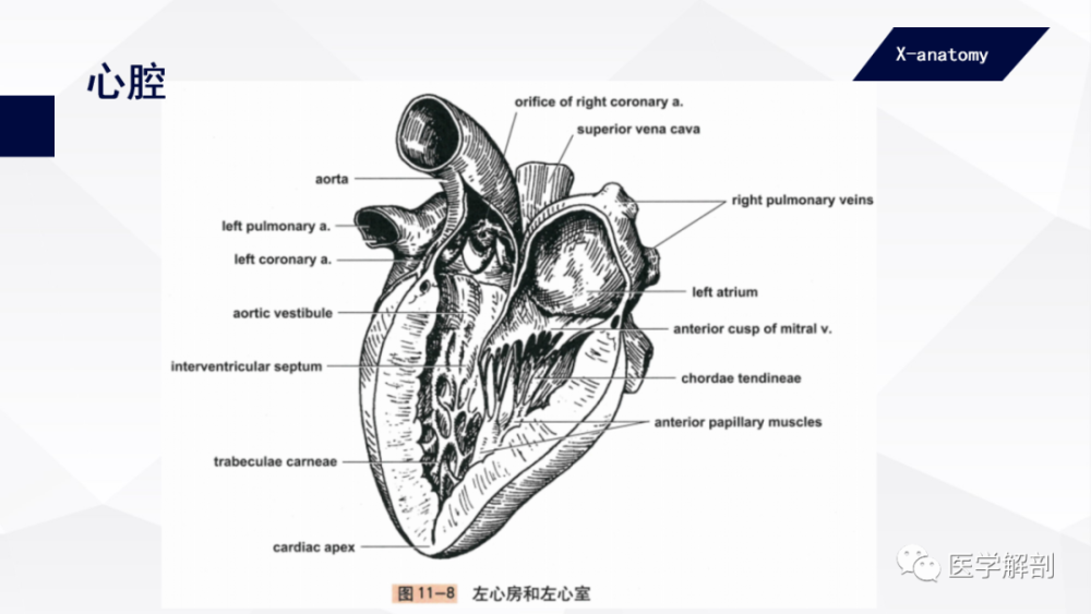 人体解剖学:心|心腔(二)