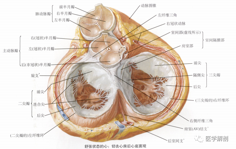 人体解剖学心心腔二