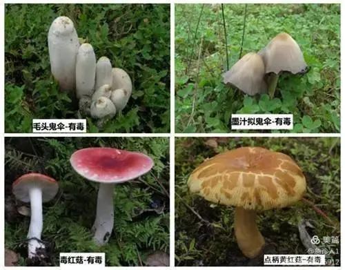 警惕毒菇出没!〉父子误食毒蘑菇 紧急送医获救