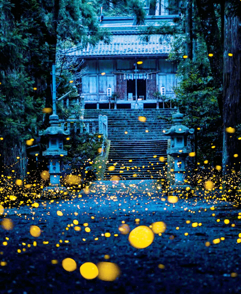 发着金色光芒的"姬萤,躲在内尾神社中,引来了很多摄影者_腾讯新闻