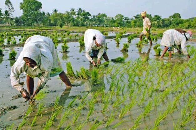 印度耕地面积比中国多4000万公顷,为何粮食产量连中国