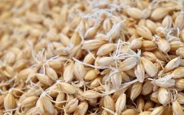 走近中药:认识一下麦芽,健脾消食的到底是大麦还是小麦?