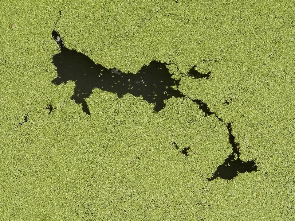 在 淡水系统中的"水华",其实也是跟赤潮类似的现象,多数是黄色和绿色