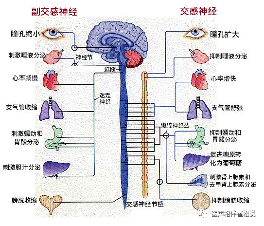 在交感神经和副交感神经的双重精细调节下,呼吸,体位的变化,有时候