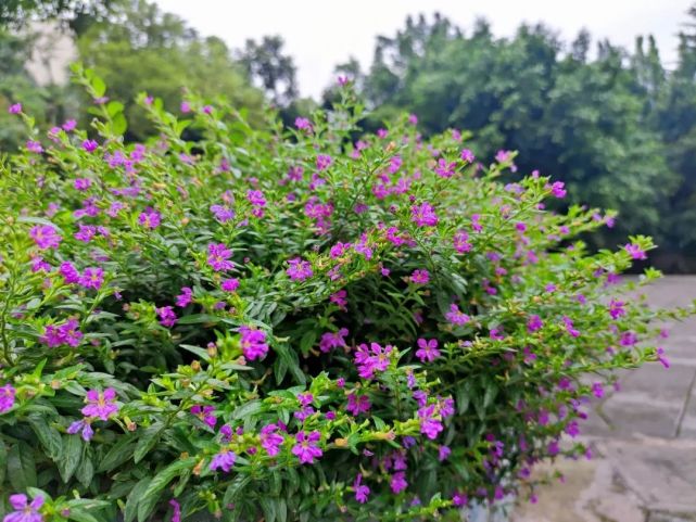 赠你夏日的花,也收藏浪漫与温柔.