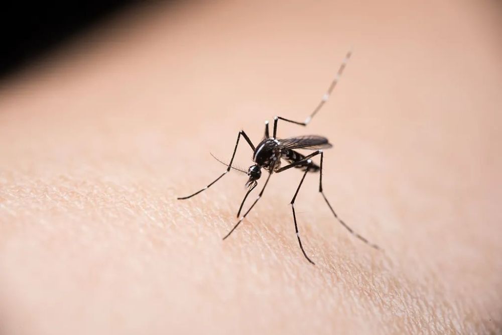 图源:视觉中国 虽然蚊子不能传播新冠病毒 但是传播其他蚊媒病毒的