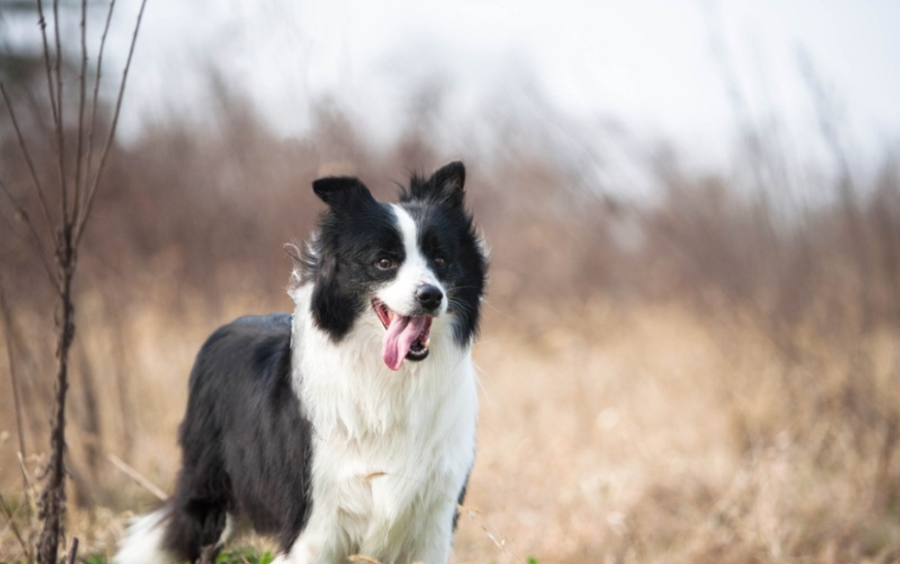 生命之声:边境牧羊犬