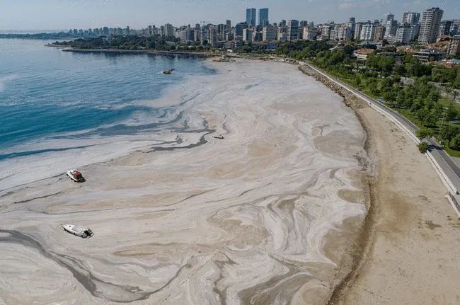 土耳其海岸的"海鼻涕"  图片来源:网络 侵删