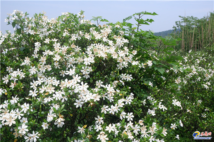 夏日花海溧水永阳百亩山栀花正在盛放